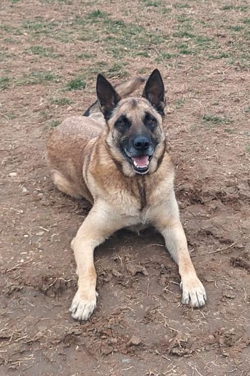 Poor Max, bellissimo Malinois (Mantova) Foto 3